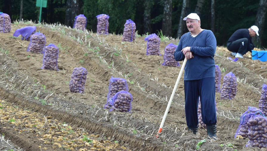 Президент Белоруссии Александр Лукашенко во время сбора урожая картофеля на своем участке, 2017 год
