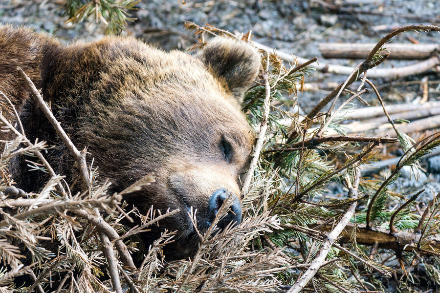 Увеличилось число отравившихся мясом медведя в Забайкальском крае