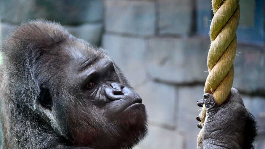 Гориллы в зоопарке изобрели новый вид криков для общения с людьми