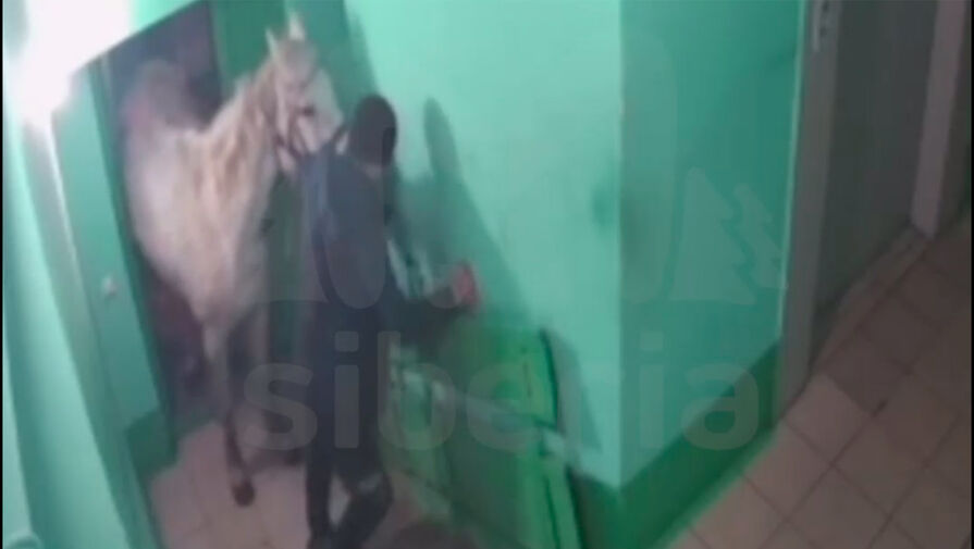 Россиянин привел лошадь в подъезд многоэтажки и устроил скандал с женой