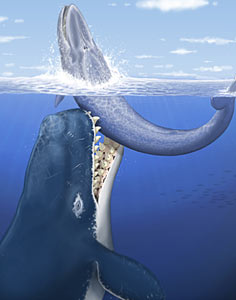 Гренландский кит рисунок