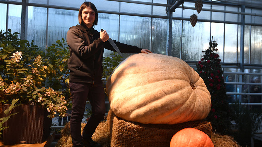 Самая большая тыква в России весом в 400 кг в «Аптекарском огороде» в Москве, октябрь 2017 года