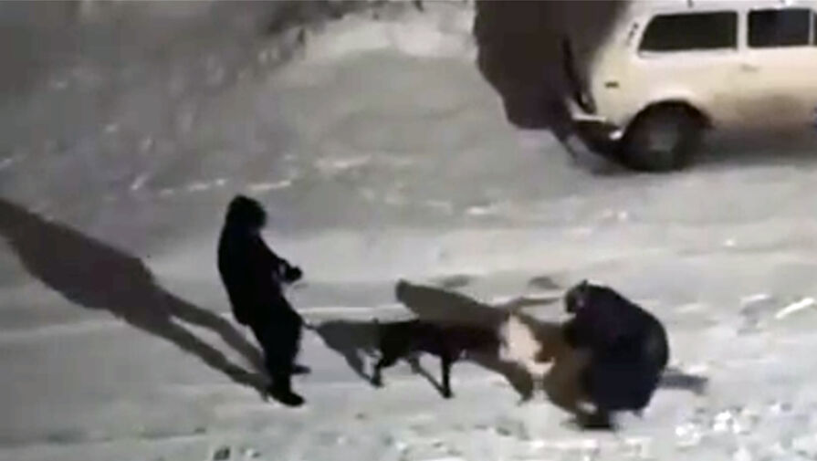 В Свердловской области из-за спора на машину устроили собачьи бои
