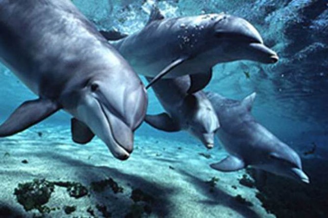 Дельфины — единственные кроме людей млекопитающие, которые называют друг друга по имени