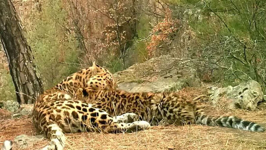 Первые в мире переселенные дикие леопарды изучают новую территорию в Приморье