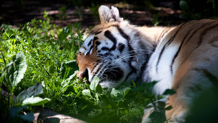 Неизвестные убили краснокнижного тигра Павлика в Приамурье
