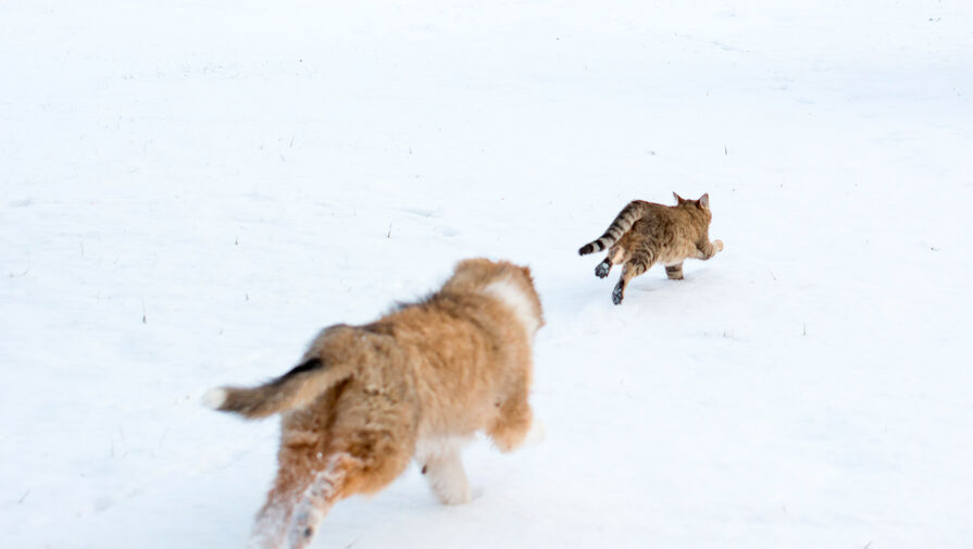 Россиян предупредили о самых опасных для животных новогодних угощениях