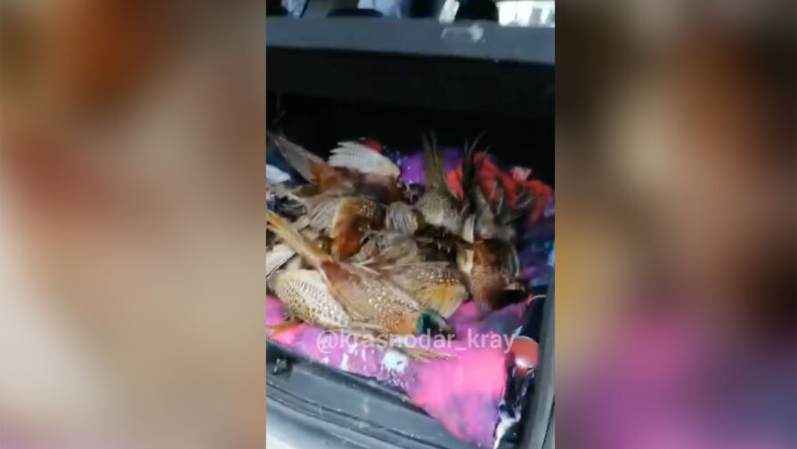В Краснодарском крае массово умерли фазаны после травли мышей