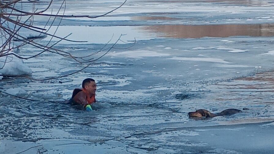 В Петропавловске спасли собаку из ледяной полыньи