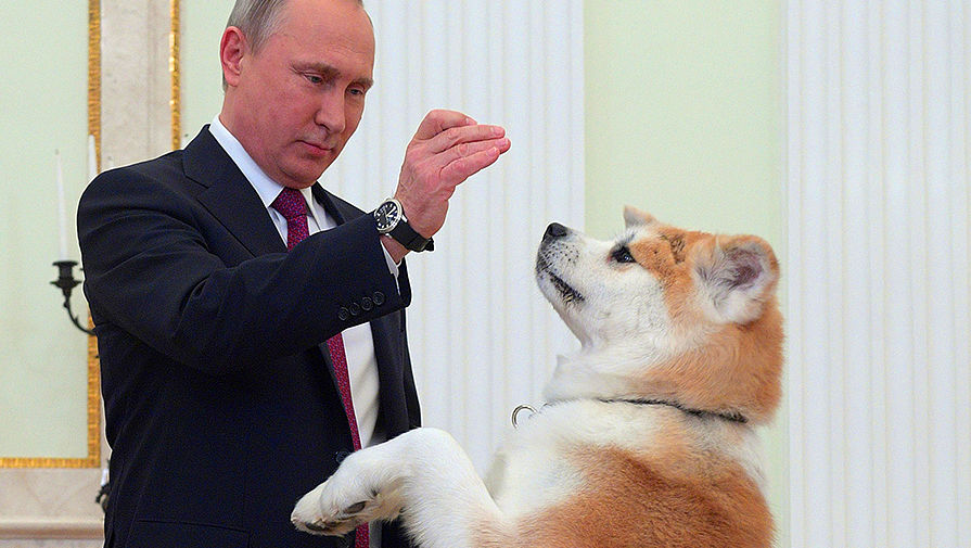 Президент Владимир Путин с собакой Юмэ на встрече с японскими журналистами, 7 декабря 2016 года
