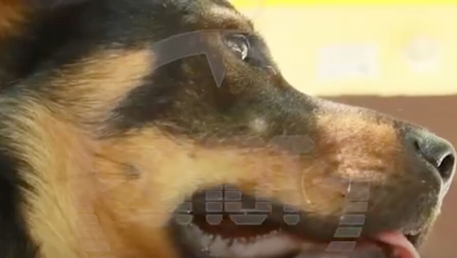 На видео попала встреча потерявшегося щенка с хозяином после жесткого ДТП