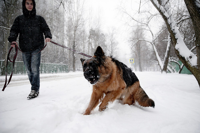 Житель города выгуливает собаку во время снегопада.