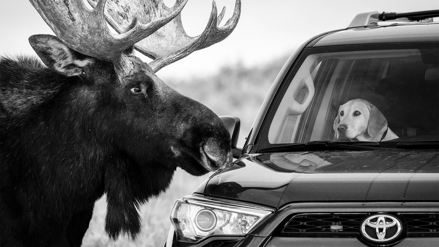 Лось и пёс. Национальный парк Гранд-Титон, Вайоминг, США. Фотограф Гильермо Эстевес