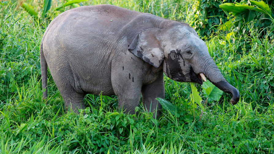 Самых маленьких слонов в мире занесли в Красный список МСОП