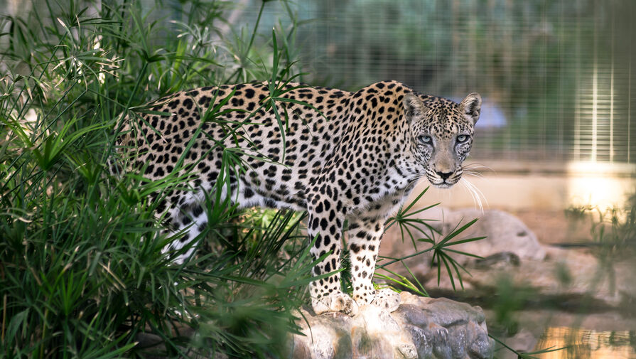 Ученые нашли способ спасти вымирающих аравийских леопардов