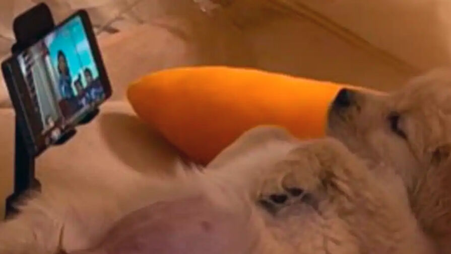 Соцсети рассмешила собака, смотрящая лежа на диване видео на телефоне