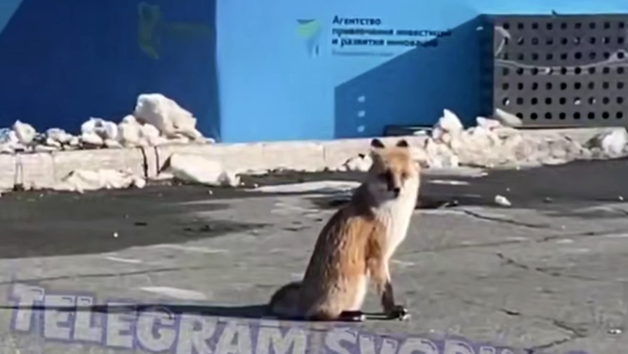 Укусит нас: в Приморье хищник бегал по проезжей части рядом с детьми