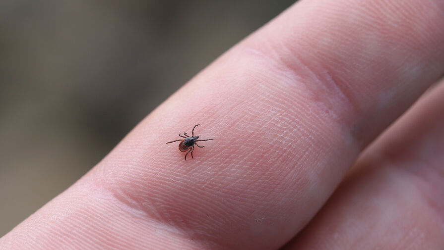 Россиян предупредили, почему клеща нельзя заливать маслом и керосином