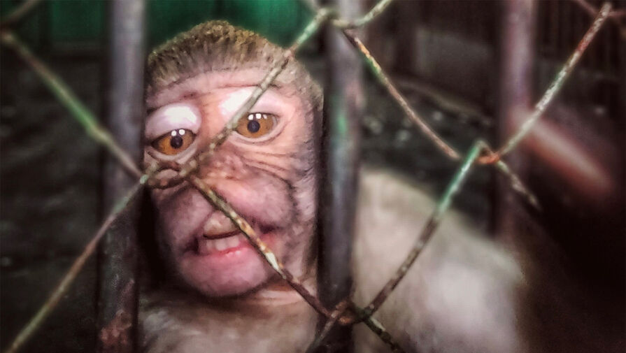 Умение корчить рожи помогает обезьянам лидировать в стае, выяснили ученые