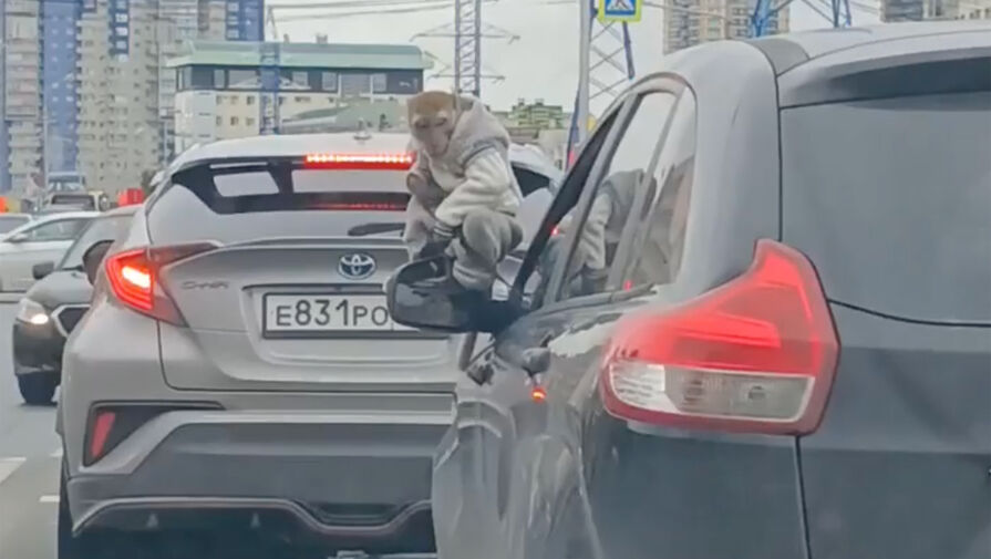 В Сургуте обезьяну прокатили на крыше машины