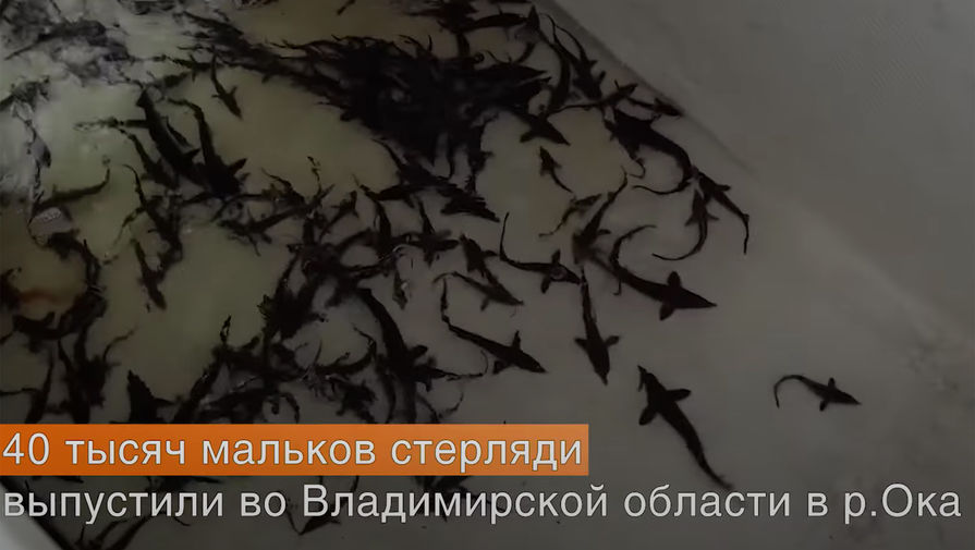 Дорожники отпустили стерлядку в водохранилище