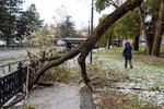 Поваленное дерево в Симферополе, Крым, 27 ноября 2023 года