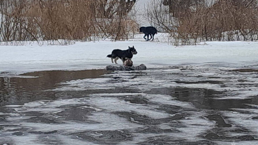 В Тульской области мужчина хотел спасти собаку и провалился под лед