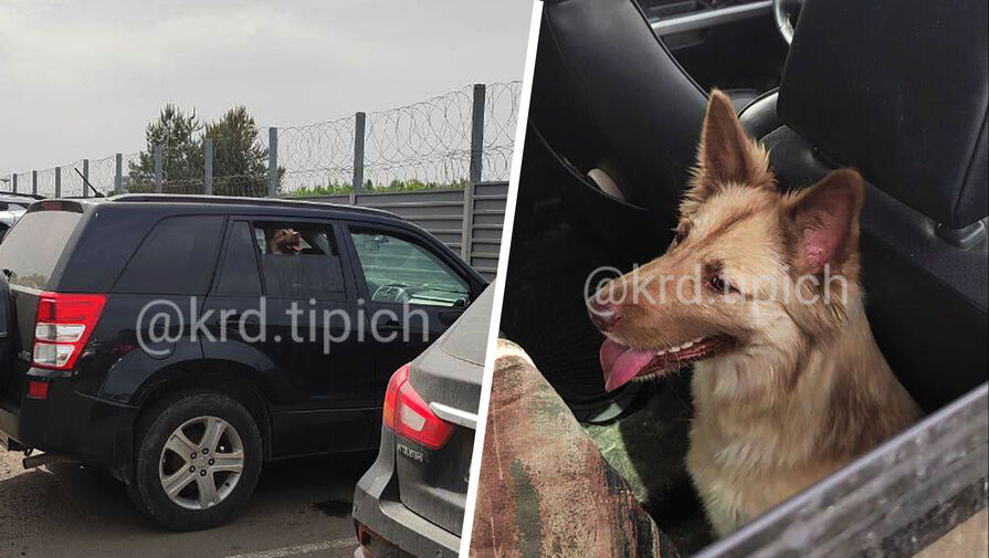 В Краснодаре хозяева оставили собаку в машине на солнцепеке