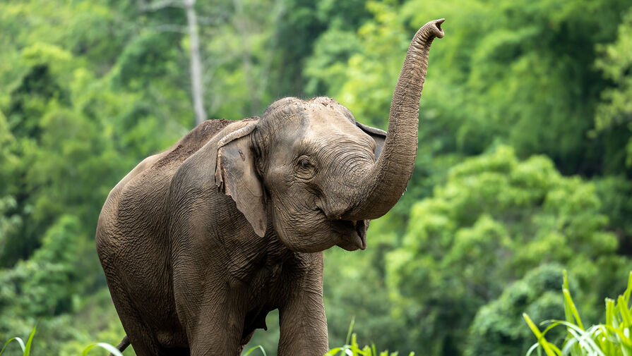 Ученые обнаружили, что слоны оплакивают своих детенышей