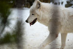 Арктический волк по кличке Туман в Екатеринбургском зоопарке