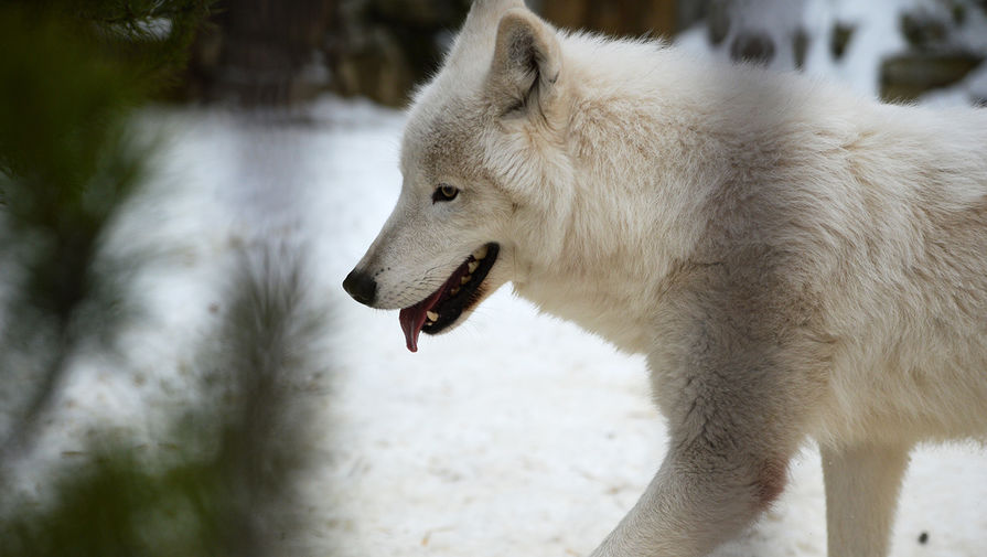 Арктический волк по&nbsp;кличке Туман в&nbsp;Екатеринбургском зоопарке