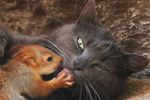 Кошка и бельчата