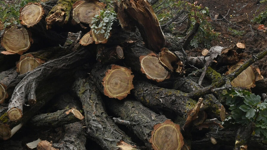В Курской области местный житель украл заготовленные для участников СВО дрова