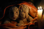 Белых бенгальских тигрят спасают от холода в зоопарке Ялты
