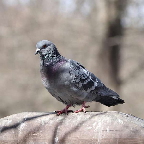 Россиян предупредили о&nbsp;штрафах за&nbsp;кормление голубей 