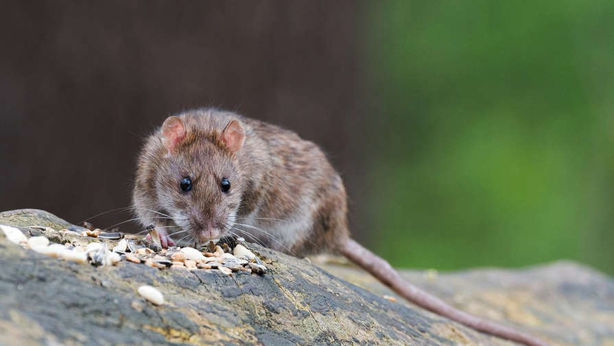 Биолог объяснил причины появления в Москве огромных крыс