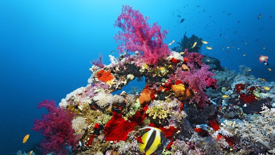 Обесцвечивание кораллов привело к ненужным дракам среди рыб