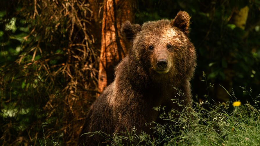 Россиянка вызвала полицию из-за несуществующего медведя 