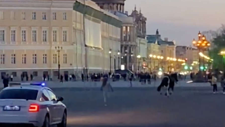 Сотрудники ГИБДД в Петербурге устроили погоню за сбежавшей лошадью