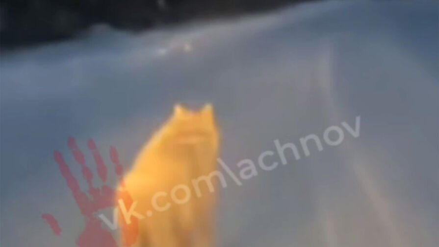 Чуть не попал в аварию: в Челябинске хищник бежал по дороге и попал на видео