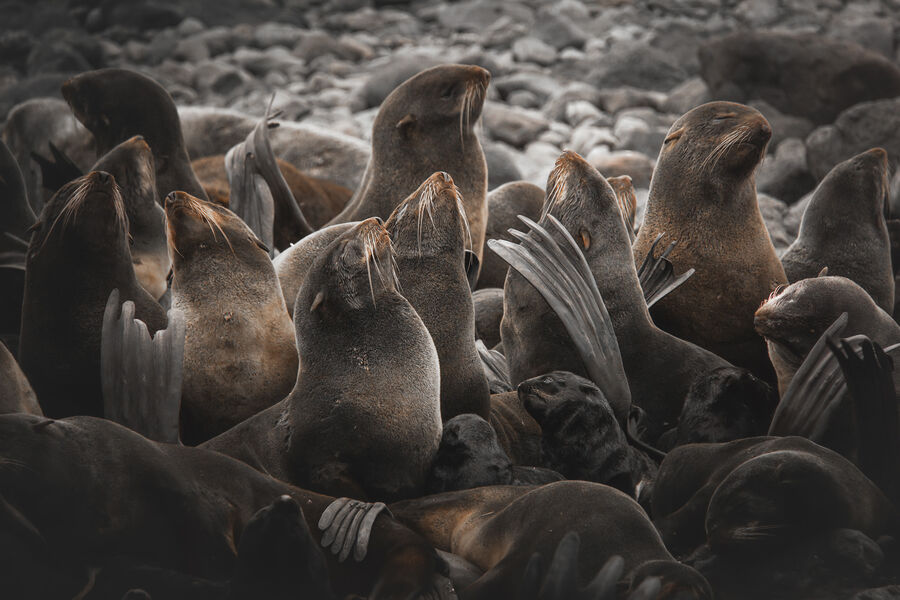 Туев Денис
<br><br>
<b>Лежбище</b>