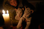 Белых бенгальских тигрят спасают от холода в зоопарке Ялты
