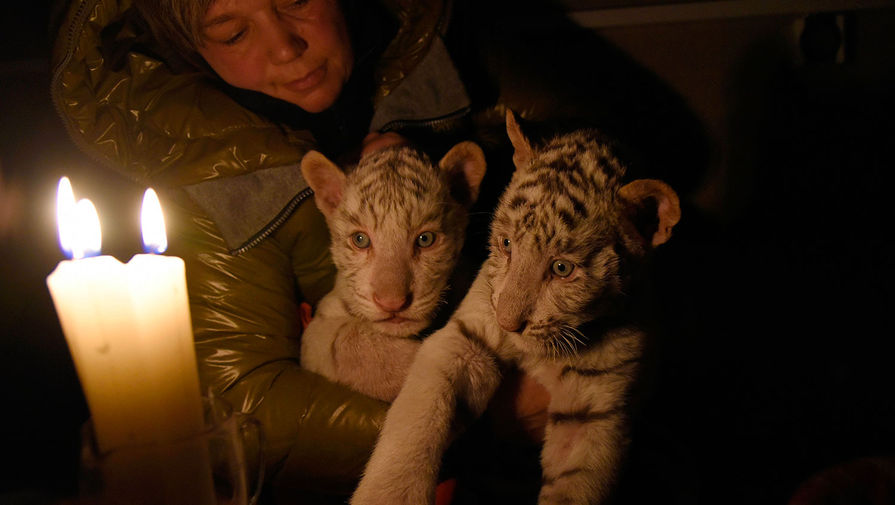 Белых бенгальских тигрят спасают от холода в&nbsp;зоопарке Ялты
