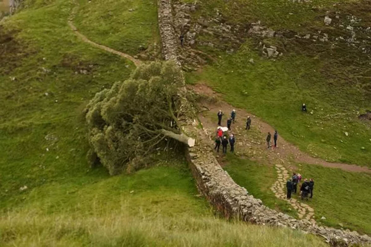 Подростка арестовали за срубленное дерево Робин Гуда в Великобритании -  Газета.Ru | Новости