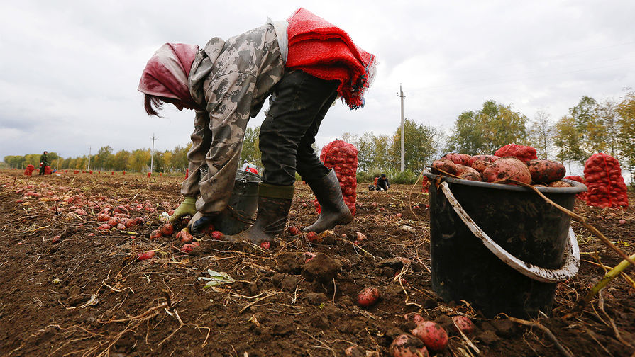 Спрос на рассаду картофеля среди россиян вырос на 103%
