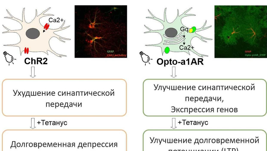 Российские ученые описали нервные клетки, способные подавлять и стимулировать импульсы