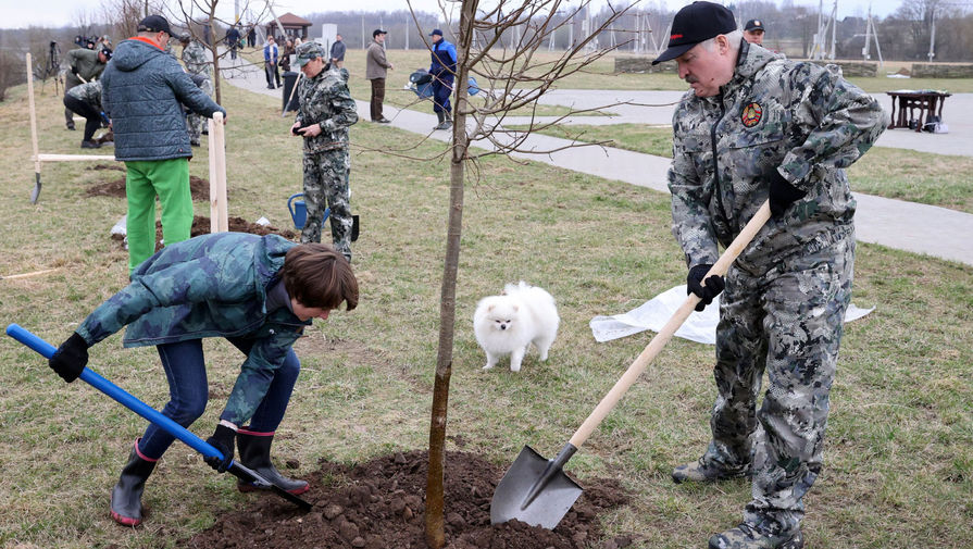 Президент Белоруссии Александр Лукашенко во время посадки деревьев в рамках республиканского субботника в агрогородке Александрия Шкловского района, 17 апреля 2021 года