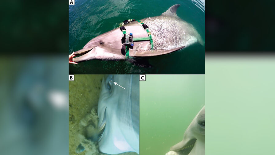 Морские биологи опубликовали фото охоты с точки зрения дельфинов, ищущих подводные мины