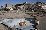 Кошки возле домов, разрушенных в результате израильского удара во время конфликта, на фоне временного перемирия между ХАМАС и Израилем, в Хан-Юнисе на юге сектора Газа, 24 ноября 2023 года