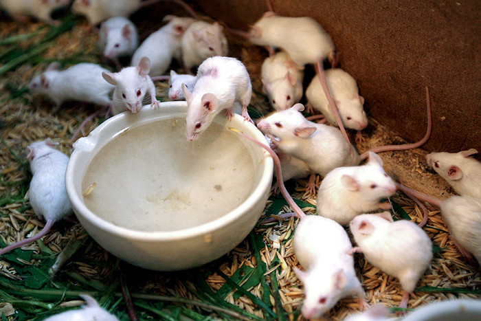 Ген человека ученые подарили мышам
